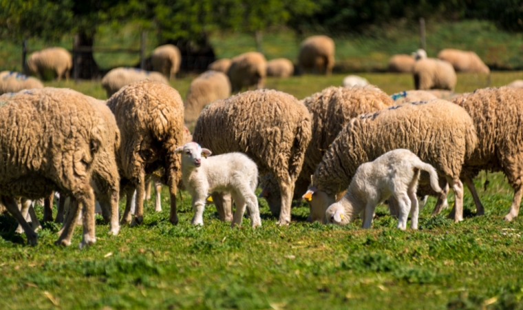 Special Program - "Farm to Table"