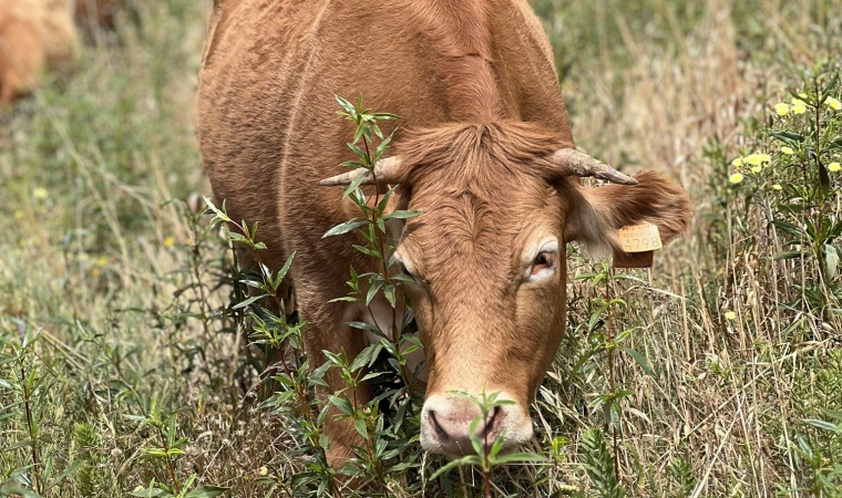 Special Program - "Farm to Table"